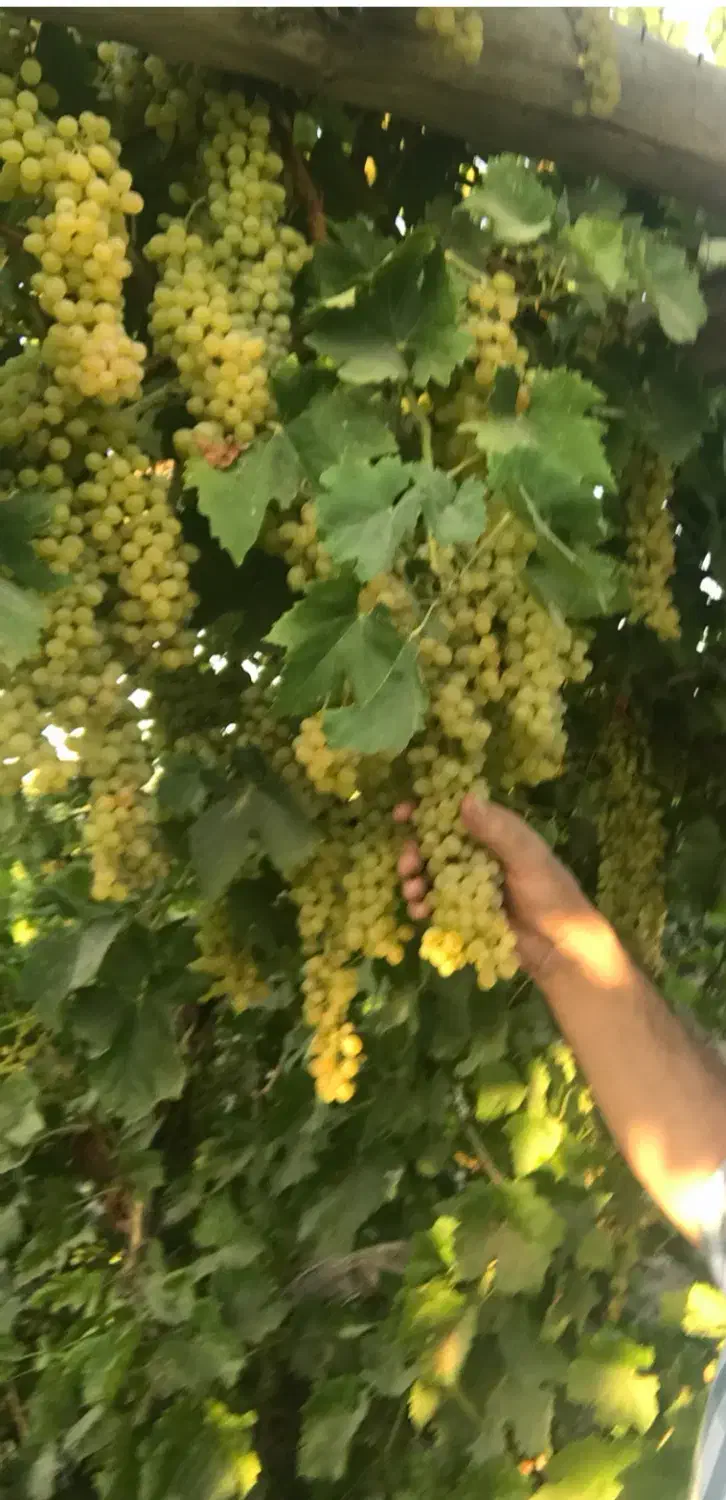 فروش باغ انگور در ملکان قطعه ۱|فروش زمین و ملک کلنگی|ملکان, |دیوار