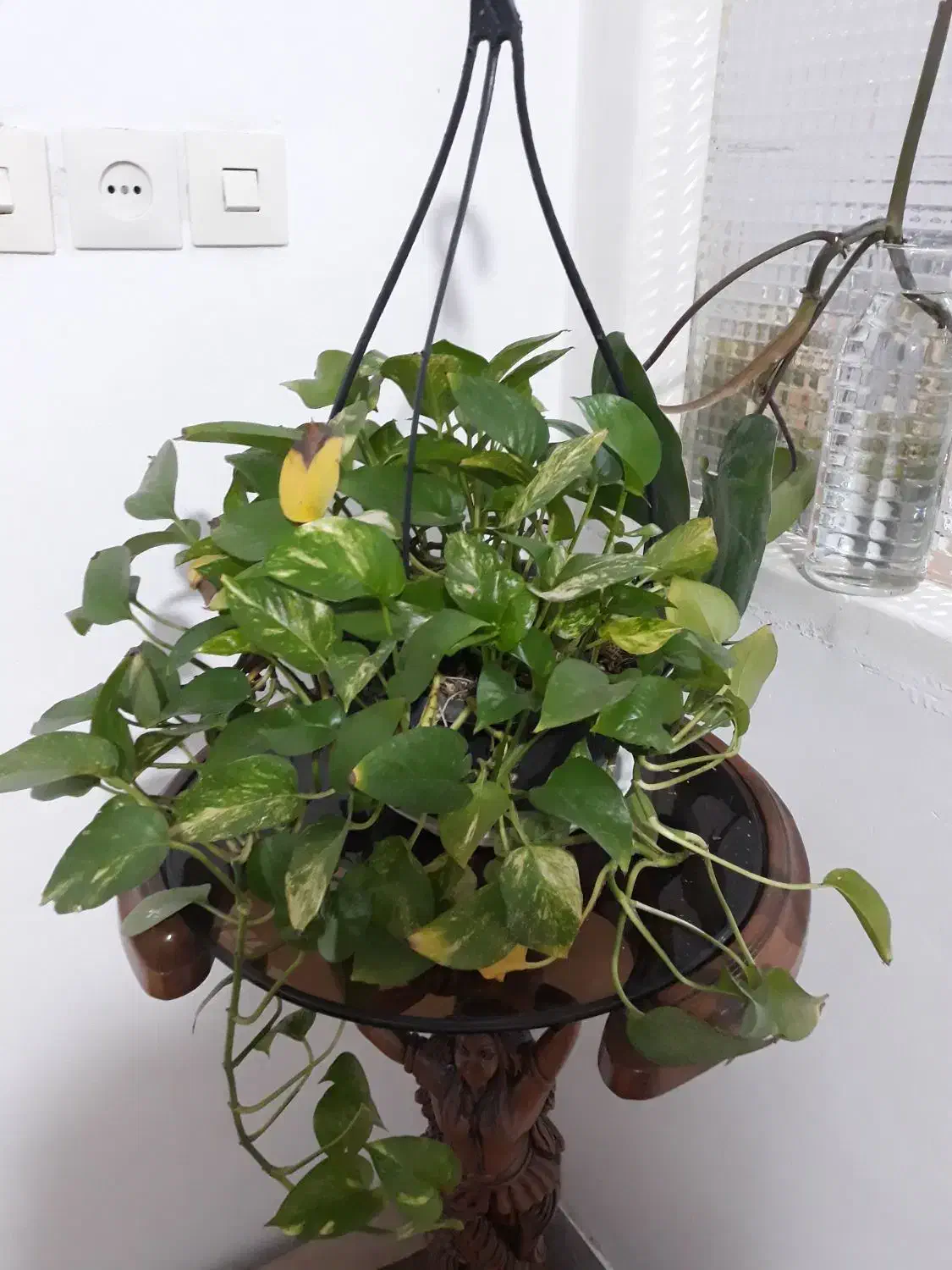 گیاه پتوس|گل و گیاه طبیعی|قم, ناصردیوان|دیوار