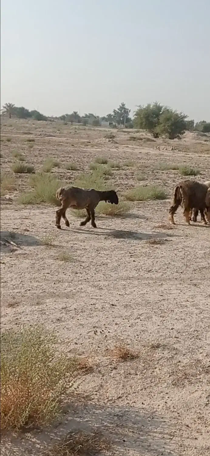 دوعدد بره ماده|حیوانات مزرعه|ریگ, |دیوار