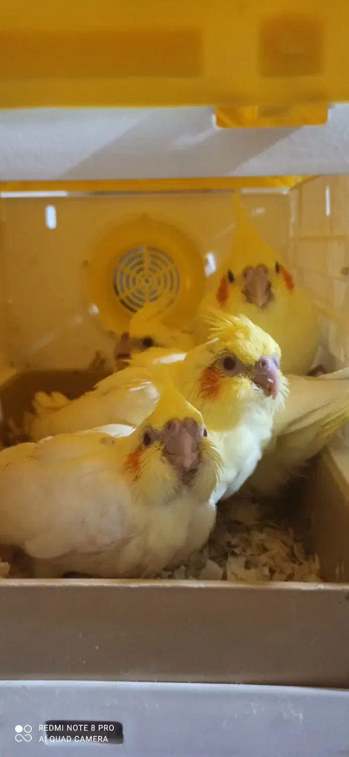 جوجه عروس هلندی|پرنده|کرمان, |دیوار