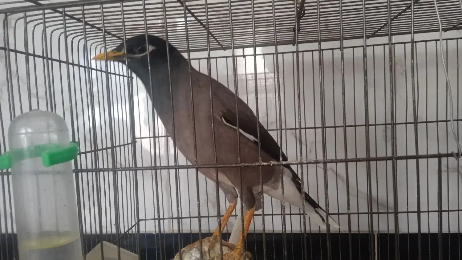 مرغ‌مینا|پرنده|اسلام‌‌آباد غرب, |دیوار