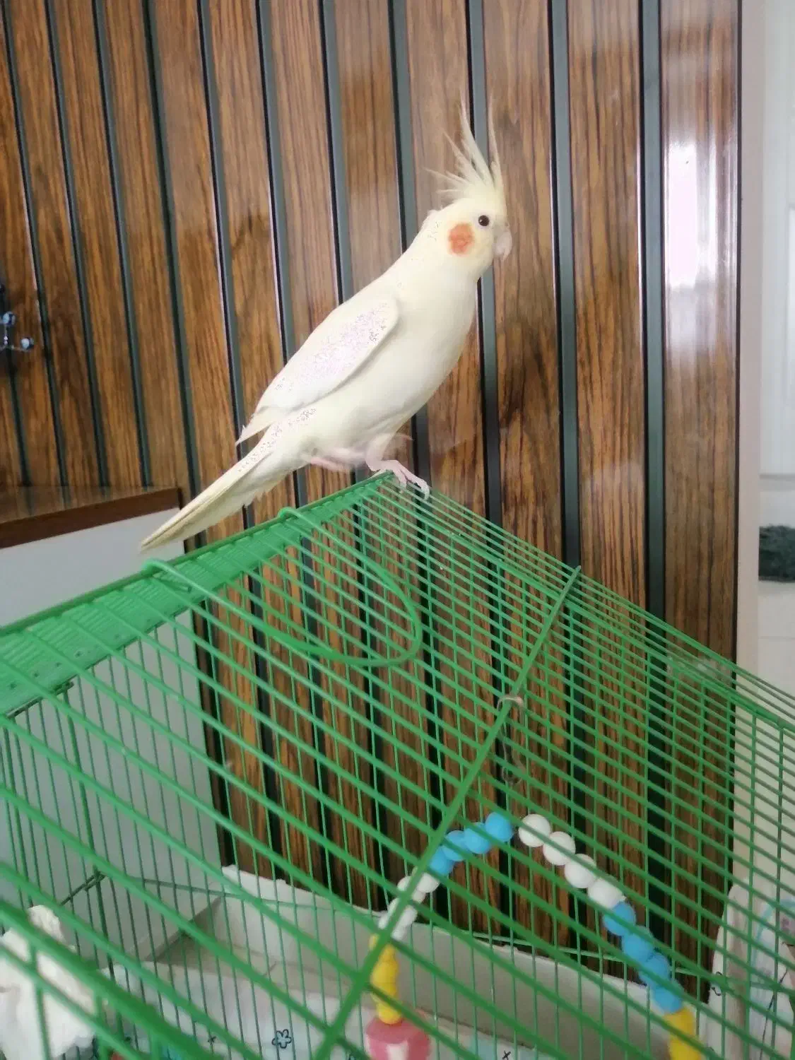 عروس هلندی|پرنده|رشت, باهنر|دیوار