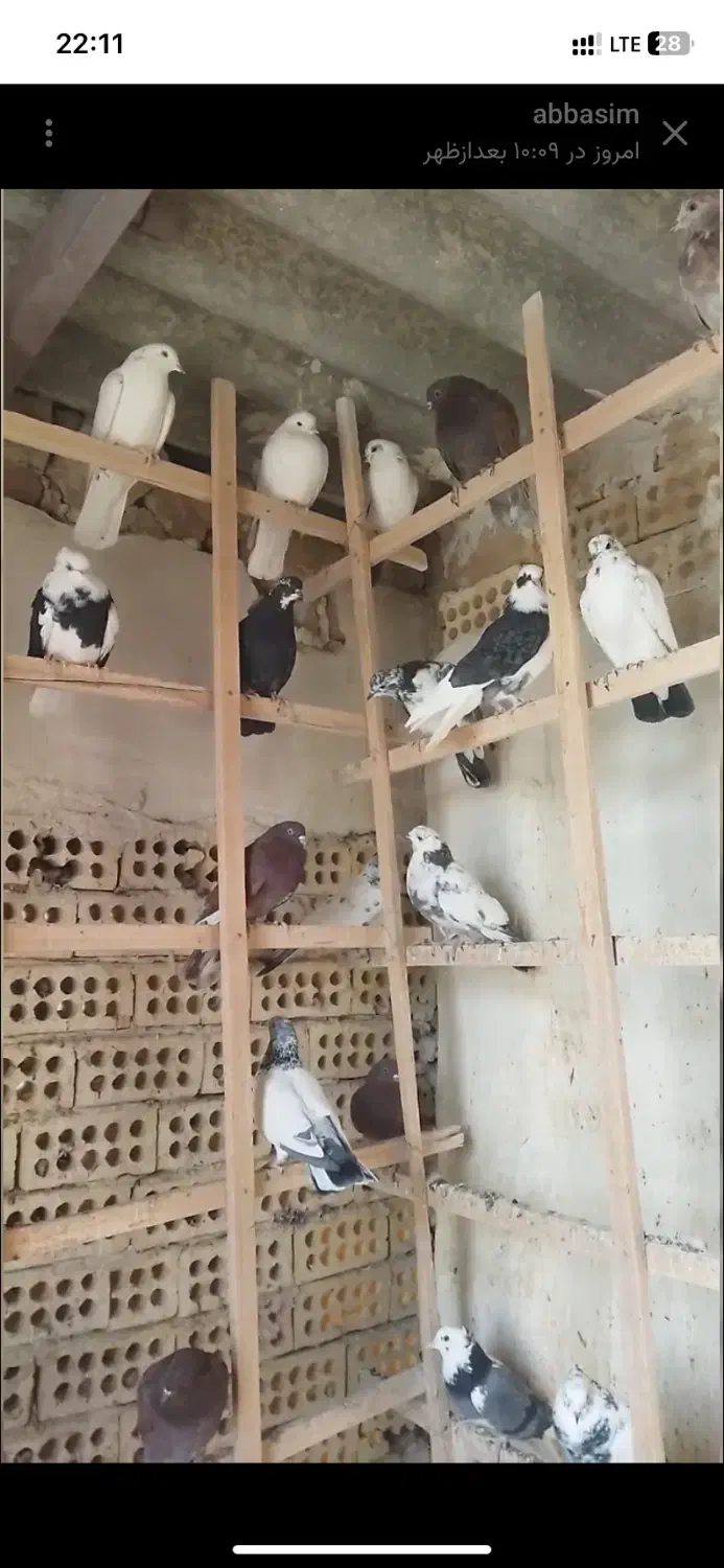 ۲۵جفت جوجه کفتر ناجلد|پرنده|کاشان, فاز ۱ ناجی آباد|دیوار