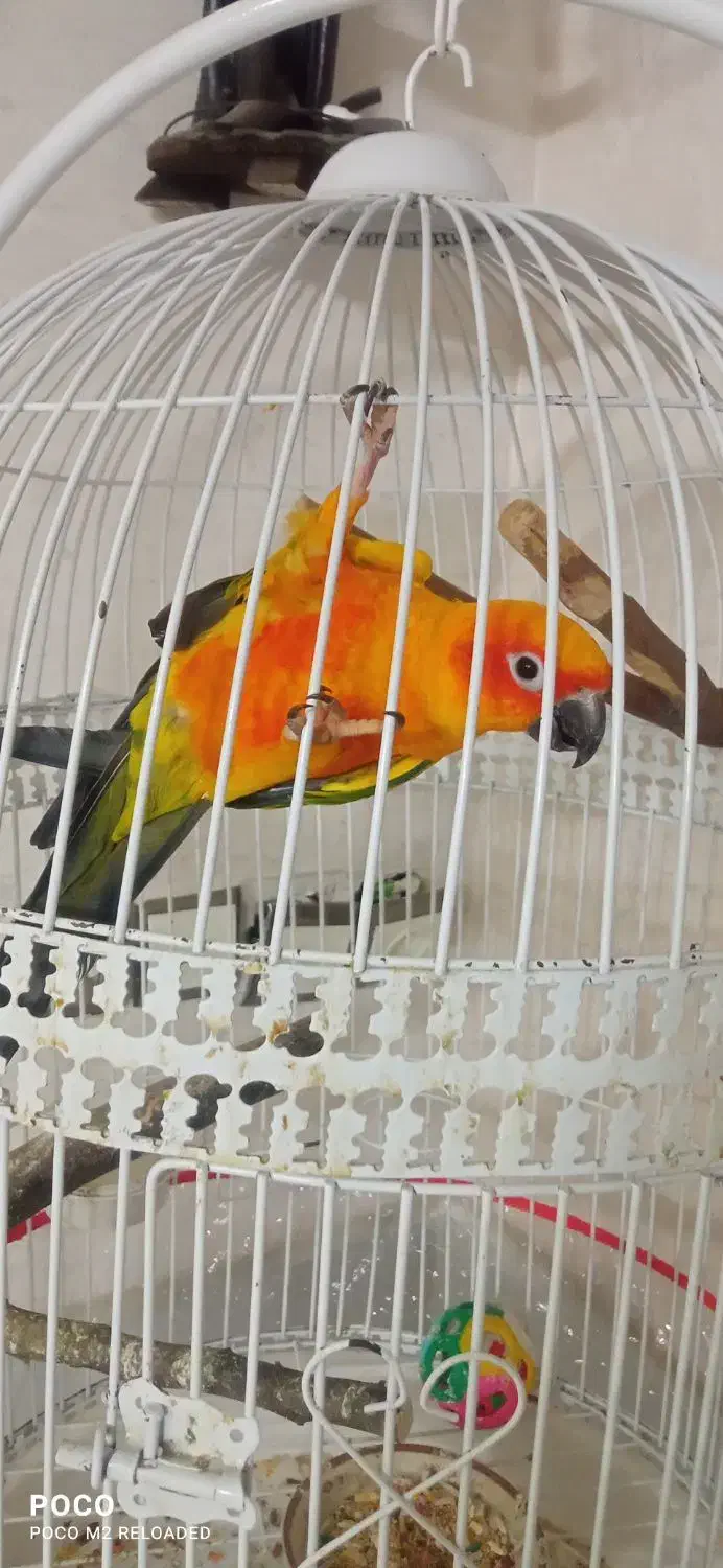 طوطی خورشیدی|پرنده|نیشابور, بنیاد شهید|دیوار