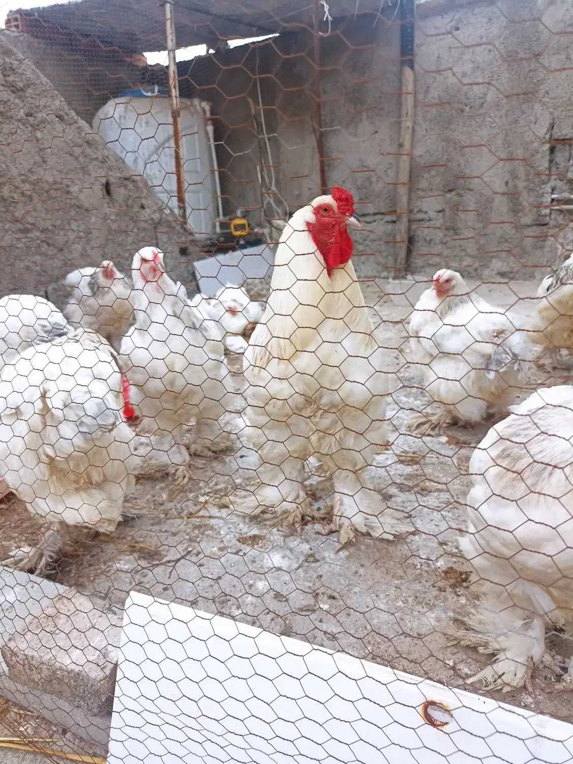 جوجه برهما اصل|حیوانات مزرعه|گرگان, |دیوار