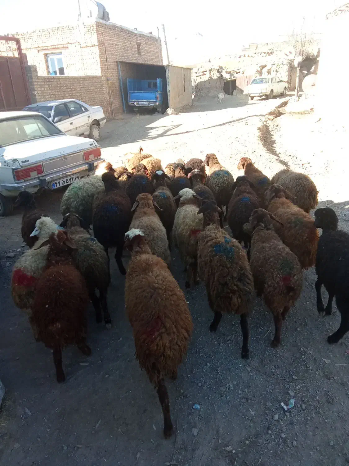 گوسفندماده|حیوانات مزرعه|بلبان آباد, |دیوار