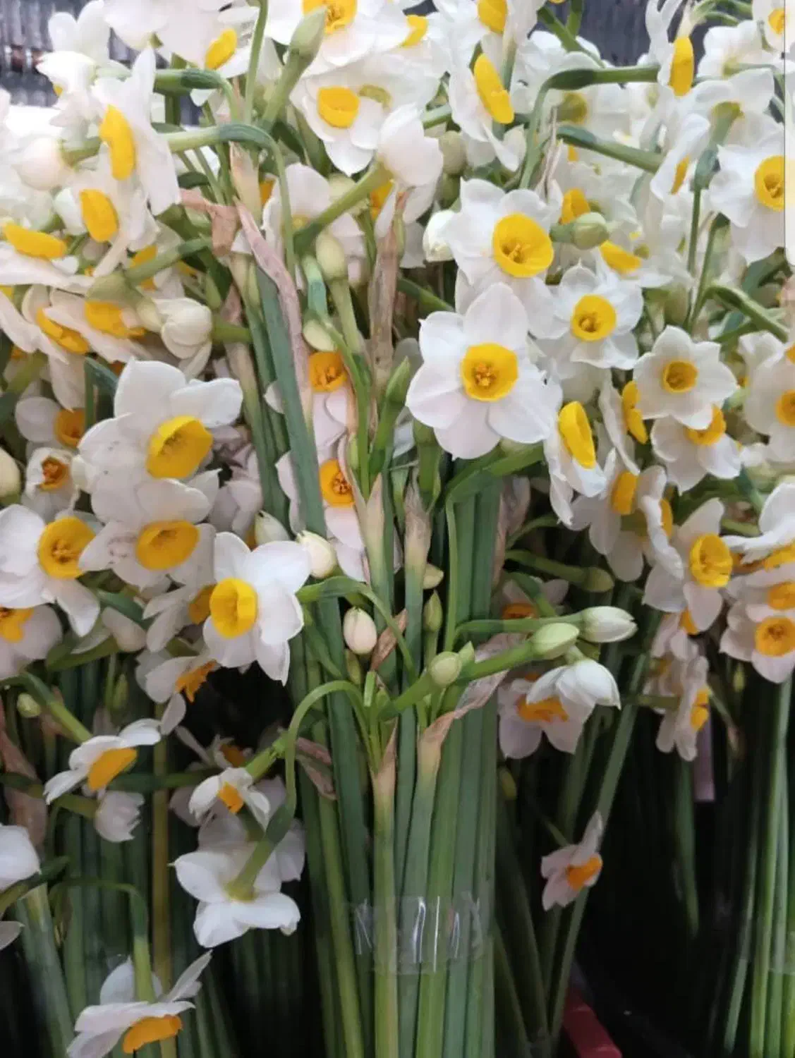 گل نرگس|گل و گیاه طبیعی|یاسوج, |دیوار