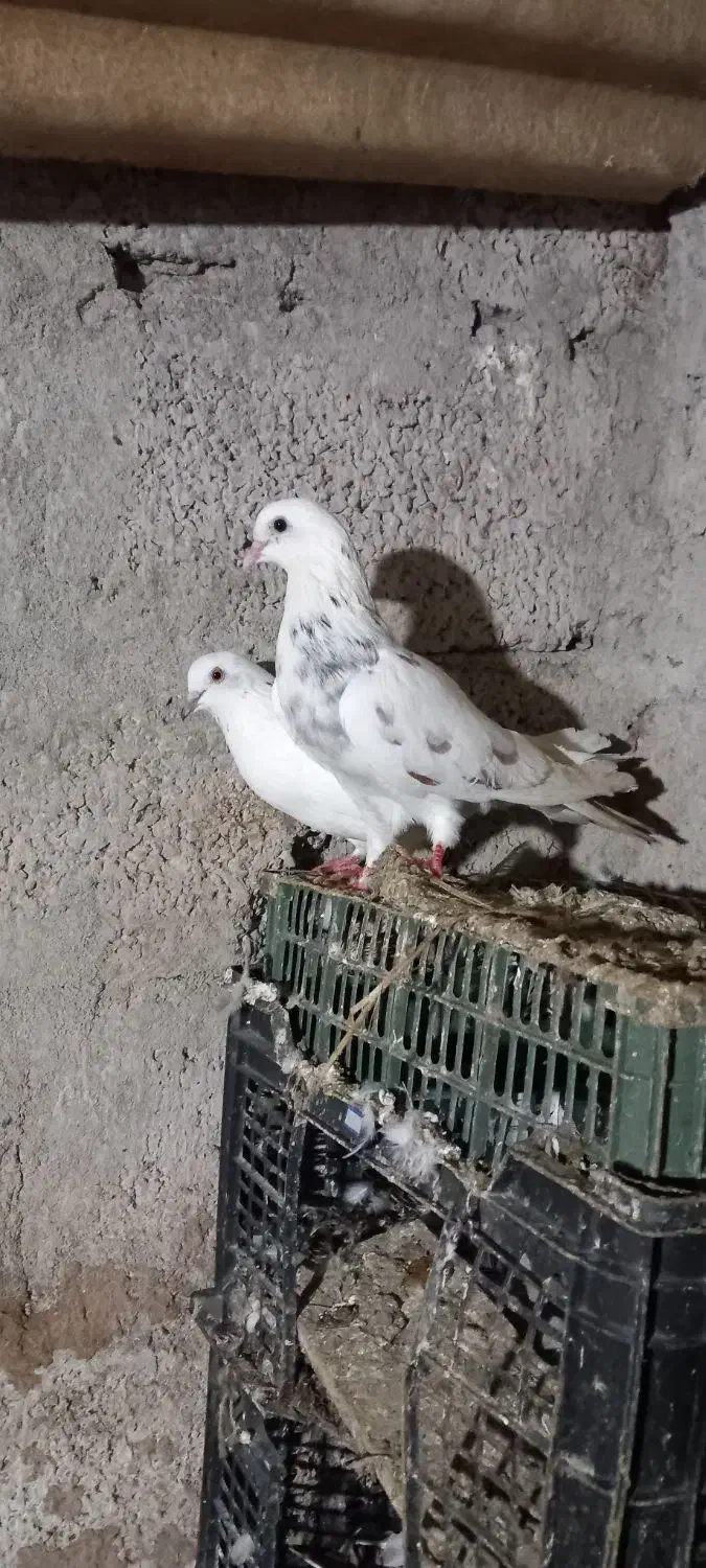 کبوتر پرشی|پرنده|املش, |دیوار