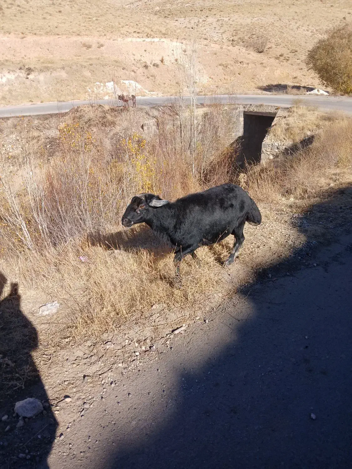 ۶۰۰۰۰۰۰|حیوانات مزرعه|زنجانرود, |دیوار
