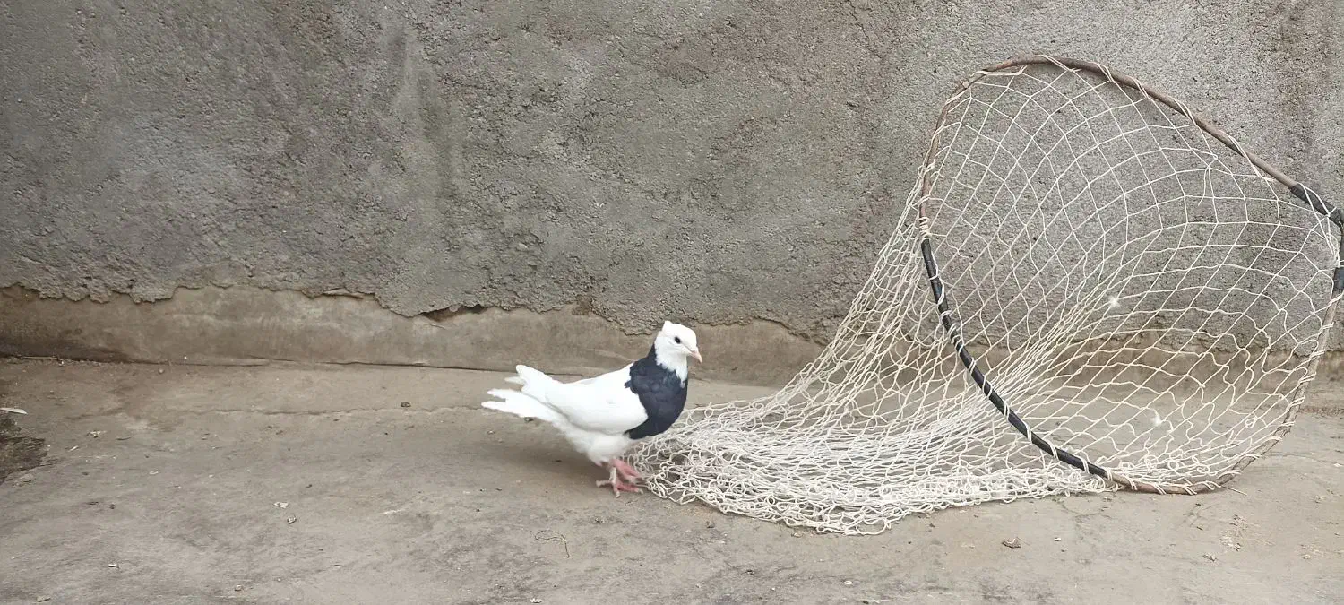 کفتر|حیوانات|مشهد, طبرسی شمالی|دیوار