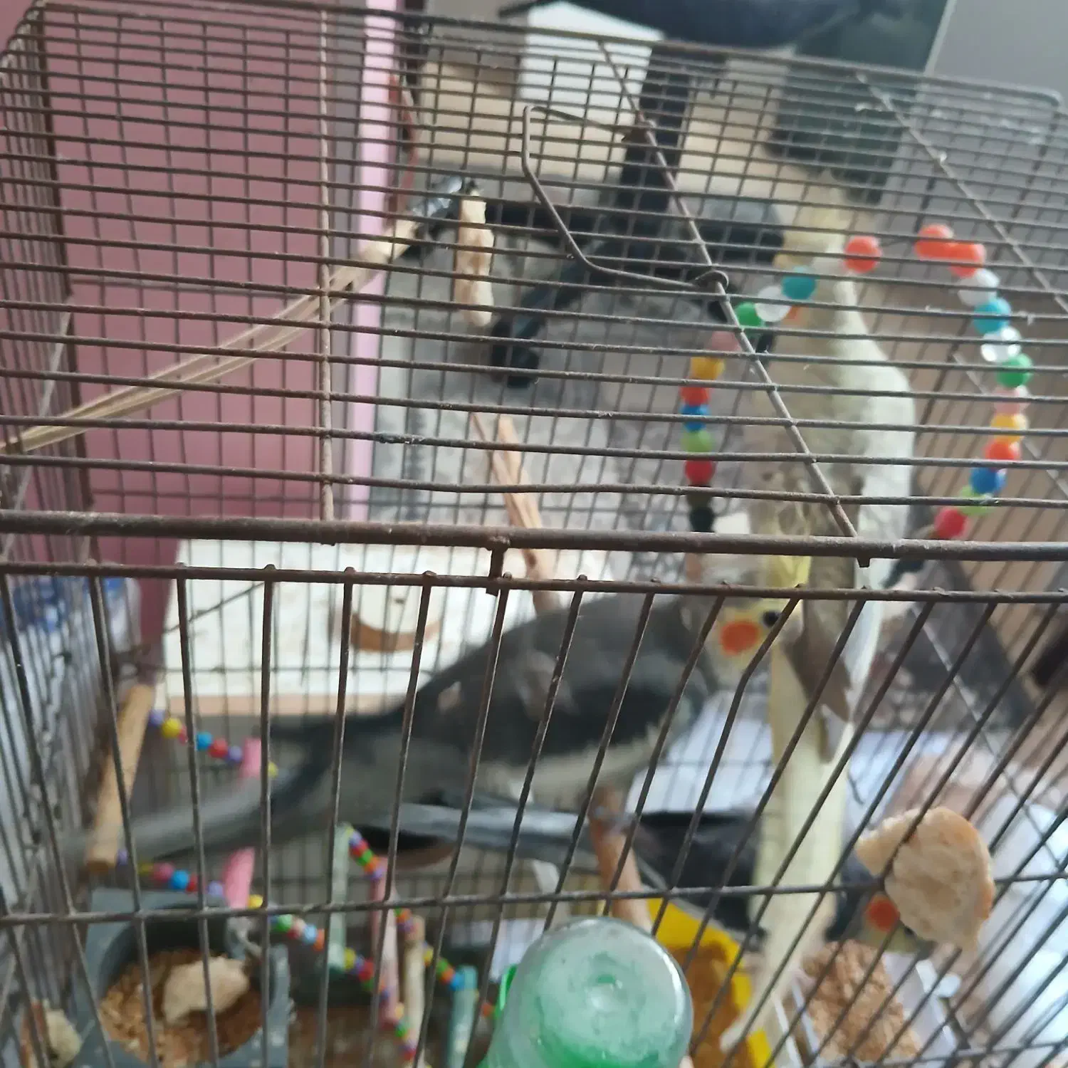 طوطی|پرنده|آستارا, |دیوار