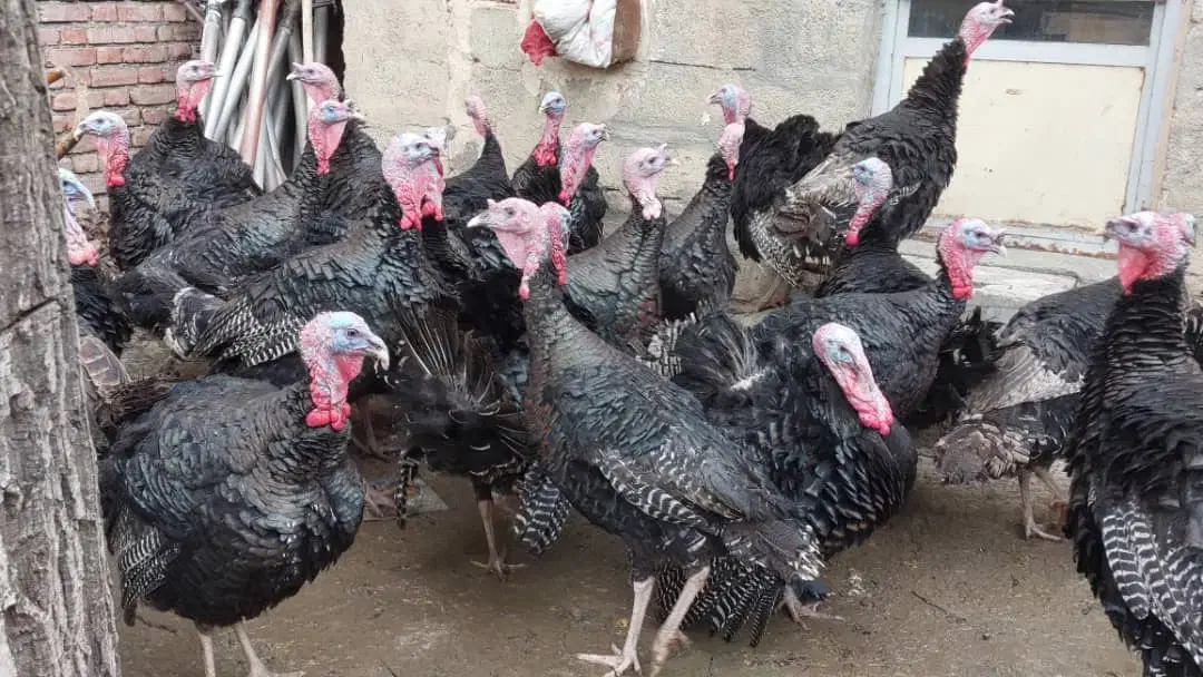 بوقلمون محلی|حیوانات مزرعه|خاو و میرآباد, |دیوار