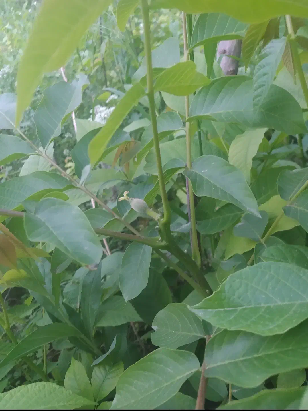 نهال گردو|خدمات باغبانی و درختکاری|مشگین شهر, |دیوار