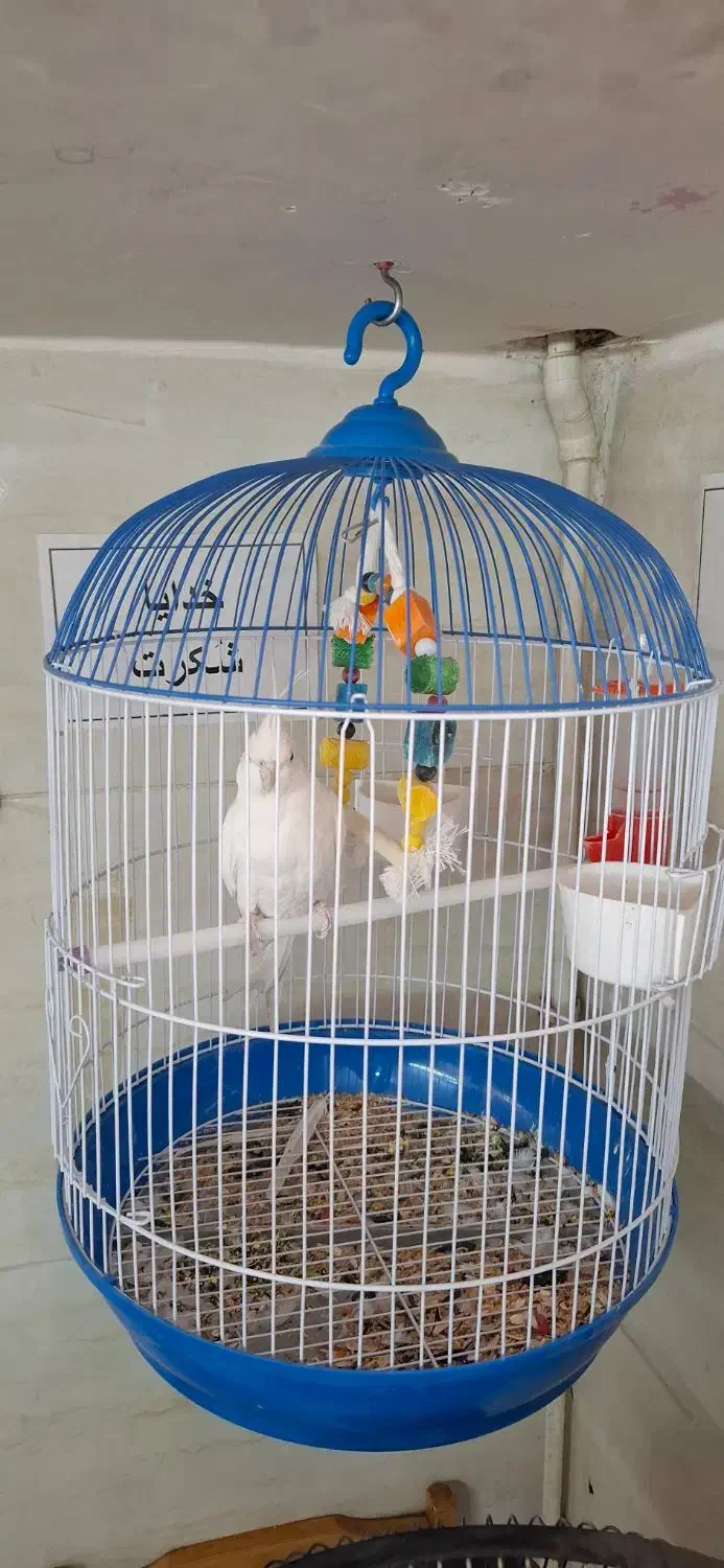 عروس هلندی|پرنده|محمدشهر, محمدشهر|دیوار