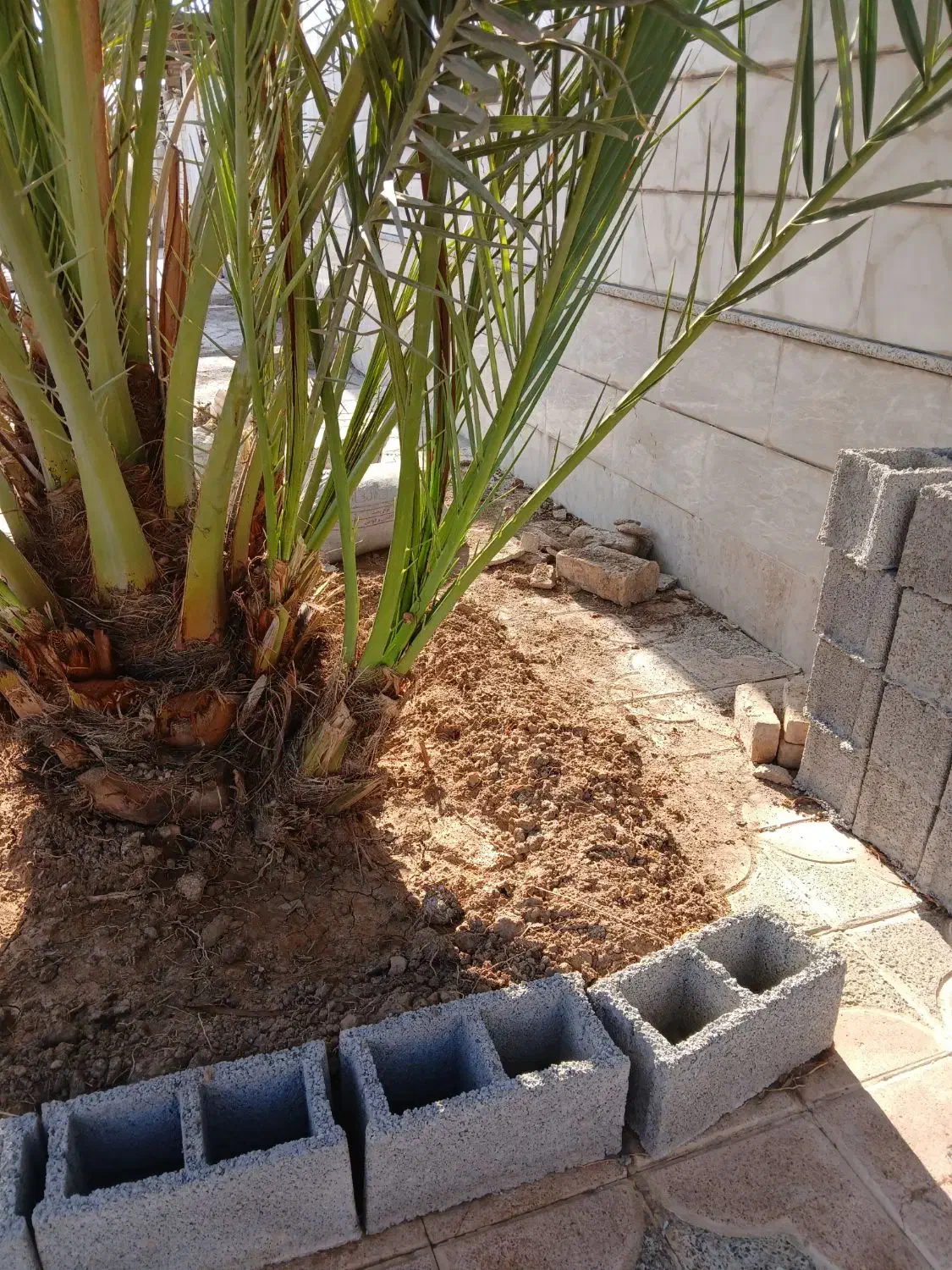 فروش نخل برحی اصل|خدمات باغبانی و درختکاری|امیدیه, |دیوار