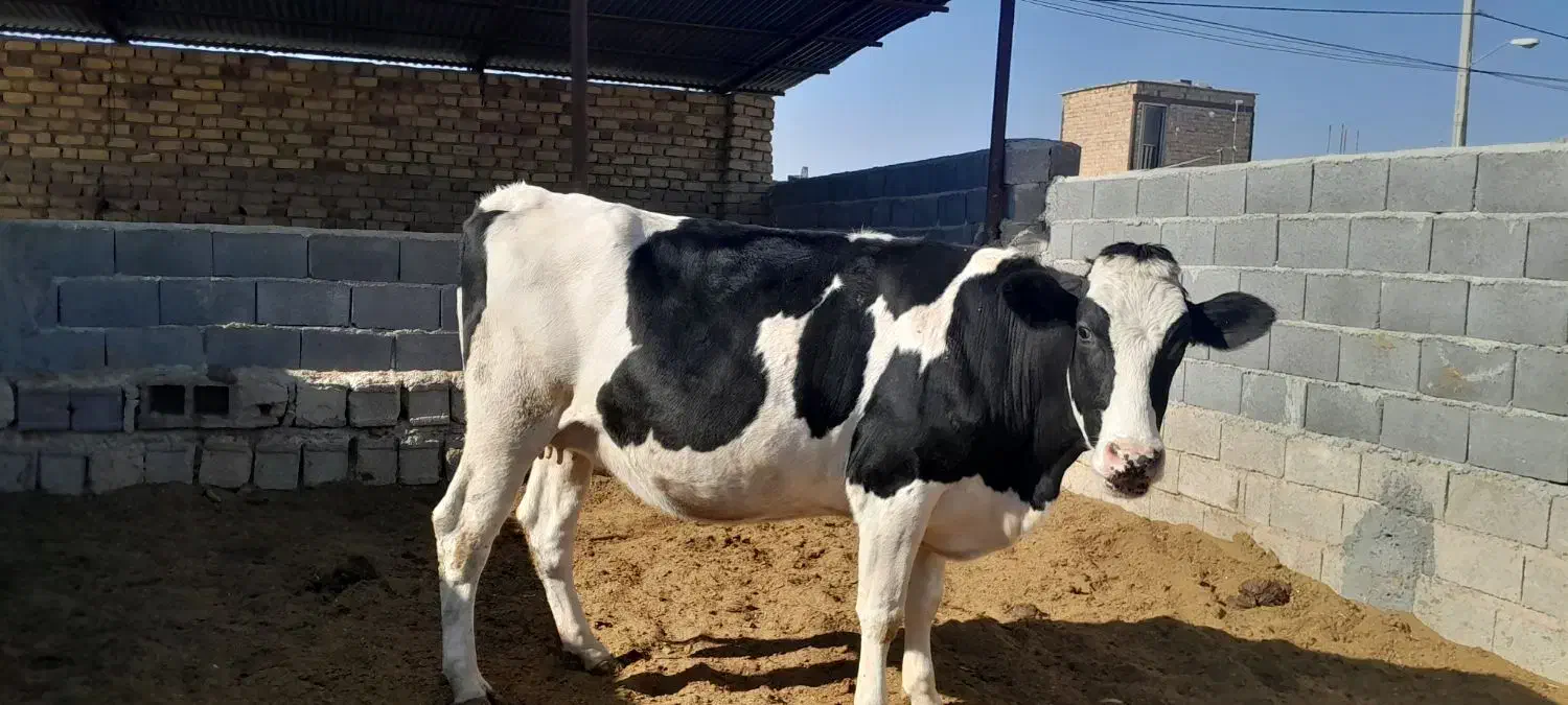 ۲ رس تلیسه ۷ ماه نیم قیمت ۳۳۰|حیوانات مزرعه|مرودشت, تخت جمشید|دیوار