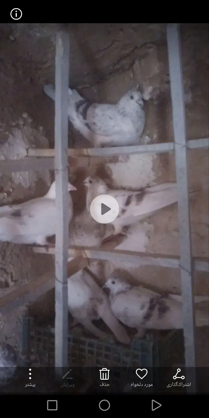 سلام سار ابقون فروشی|پرنده|تربتحیدریه, مسجد جامع|دیوار