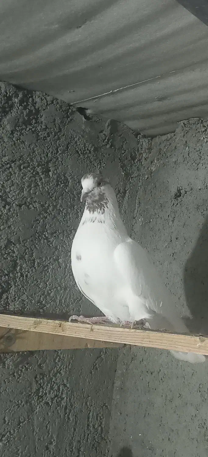 ۷طوق کبوتر|پرنده|شاهرود, |دیوار