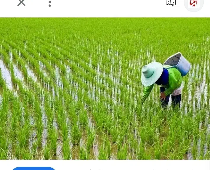 اجاره زمین شالیزار برای کاشت برنج|اجارهٔ دفتر صنعتی، کشاورزی، تجاری|پارس‌آباد, |دیوار