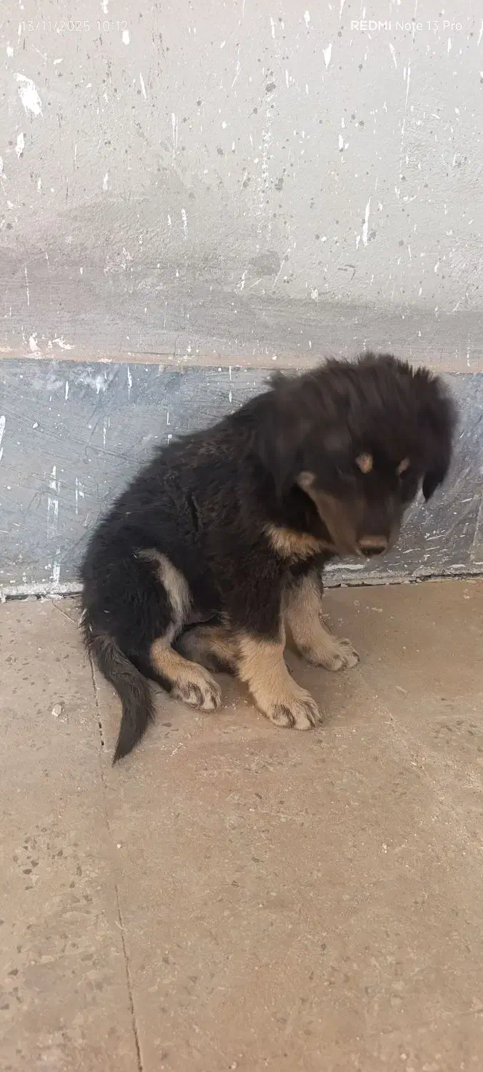 سگ باهوش|سگ|تاکستان, |دیوار