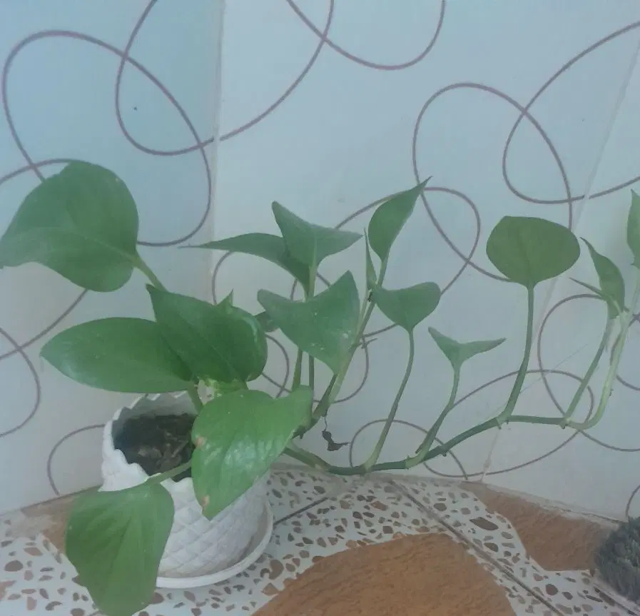 پیچک|گل و گیاه طبیعی|خرمشهر, |دیوار