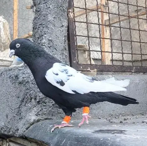 سینه سیاه مقبول درشت|پرنده|مشهد, رضاییه|دیوار