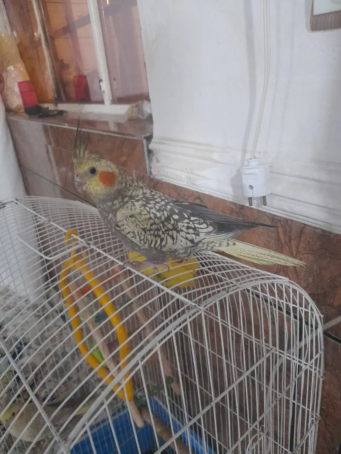 عروس هلندی نر800 هزار مقطو مقطو|پرنده|اندیمشک, |دیوار