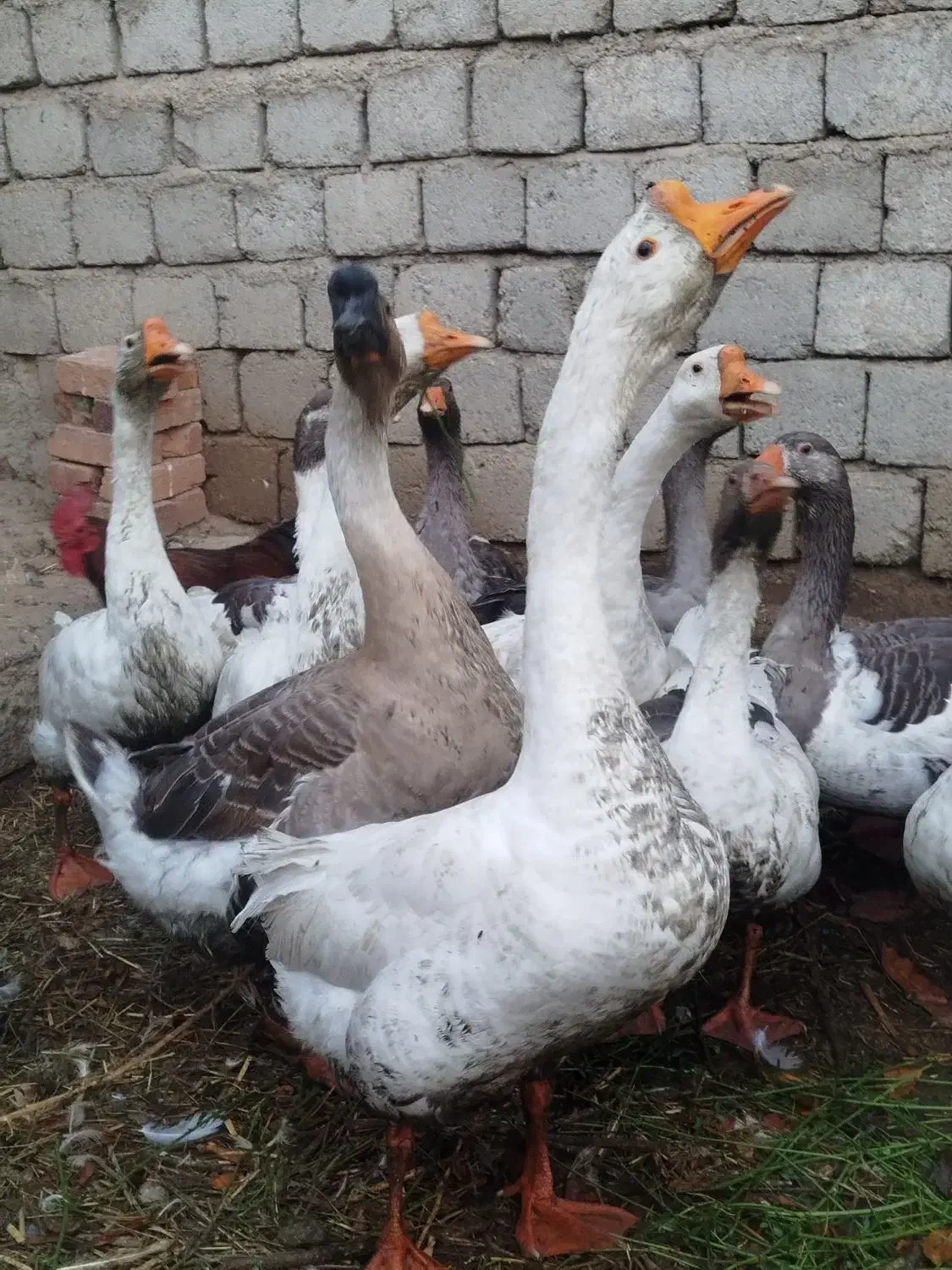 قوقاز های اصیل نژادارچاق|حیوانات مزرعه|ارومیه, |دیوار