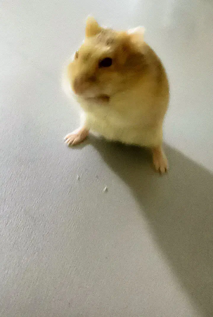 همستر|موش و خرگوش|مهریز, |دیوار