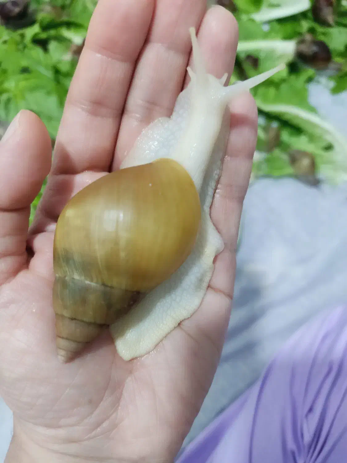 فروش حلزون اچاتینا و البینو و خاویار حلزون|خزنده|ساری, |دیوار