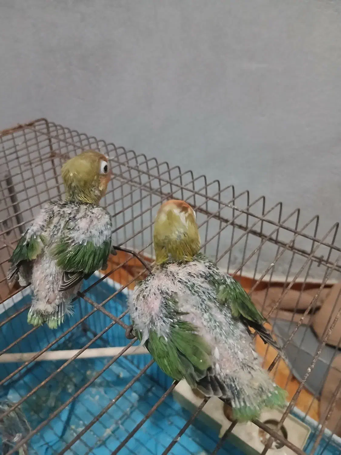 طوطی برزیلی سرلاکی|پرنده|بندر دیر, |دیوار