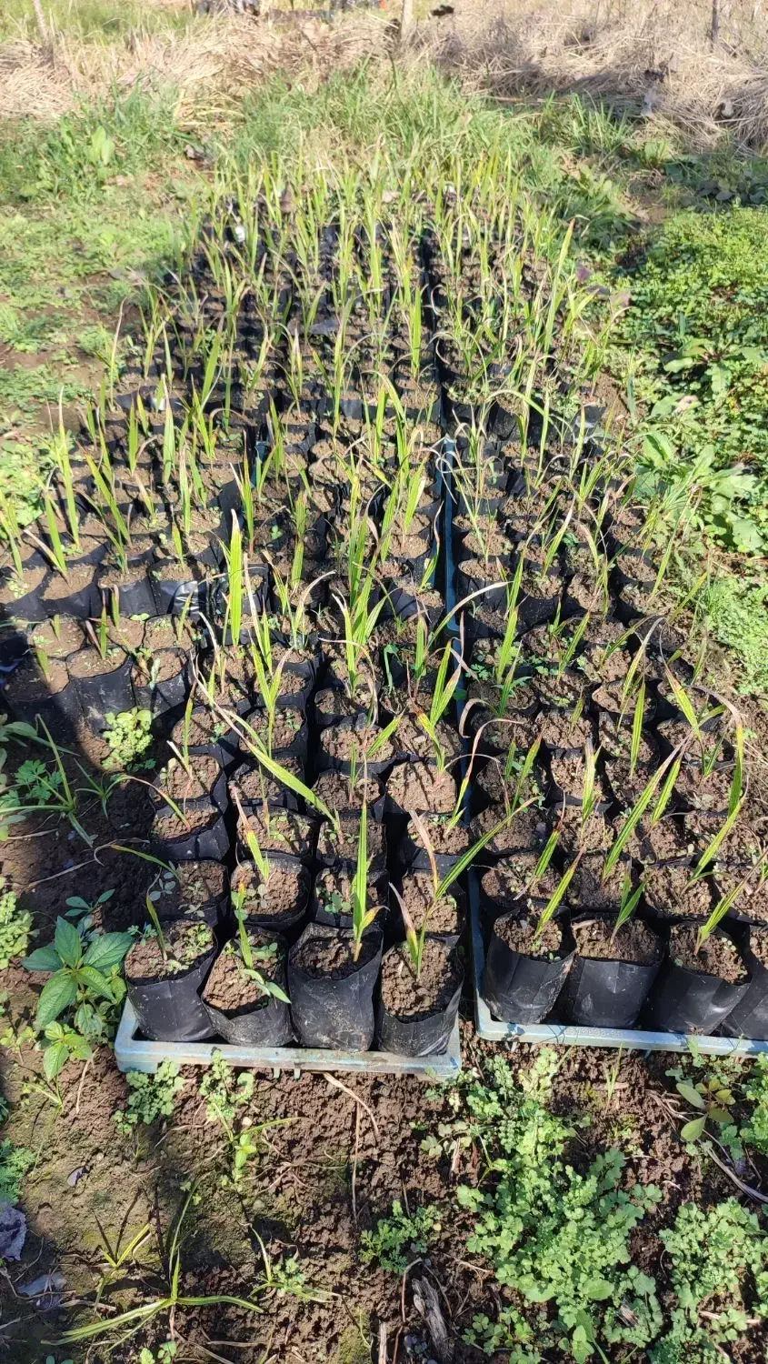 پالم واشنگتن|گل و گیاه طبیعی|رودسر, |دیوار