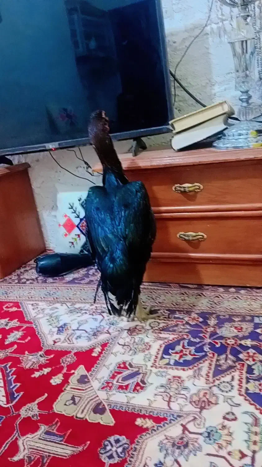 مرغ و خروس|حیوانات مزرعه|چابهار, |دیوار