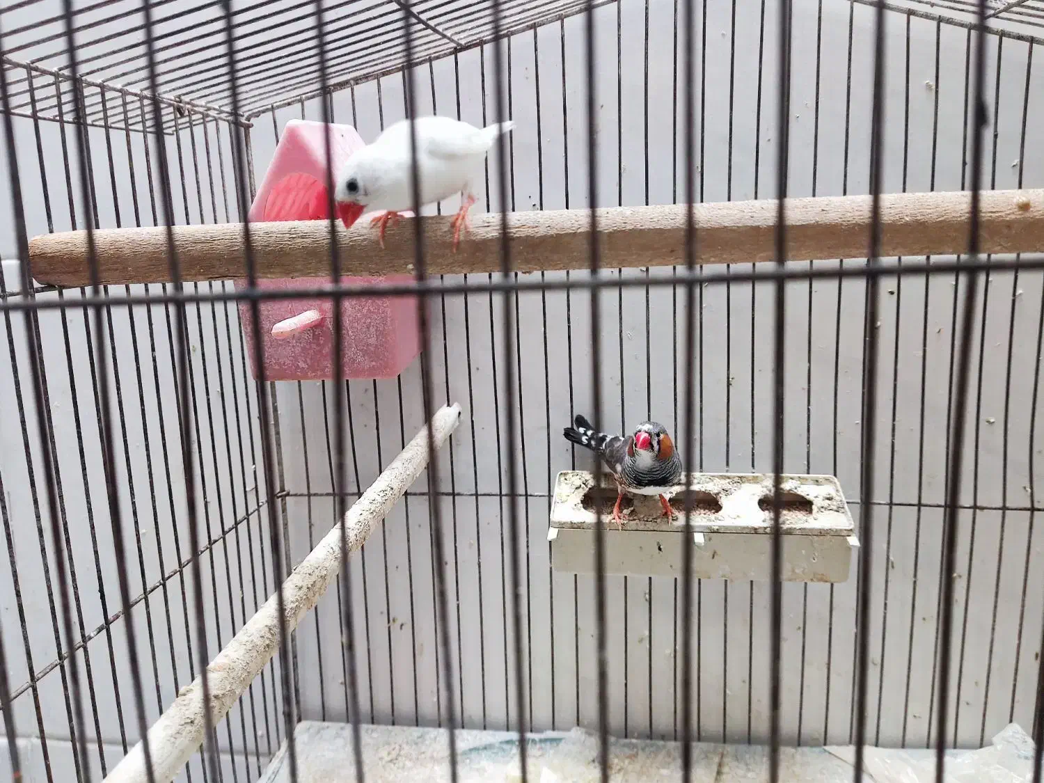 یک جفت فنچ|پرنده|خمینی‌شهر, |دیوار