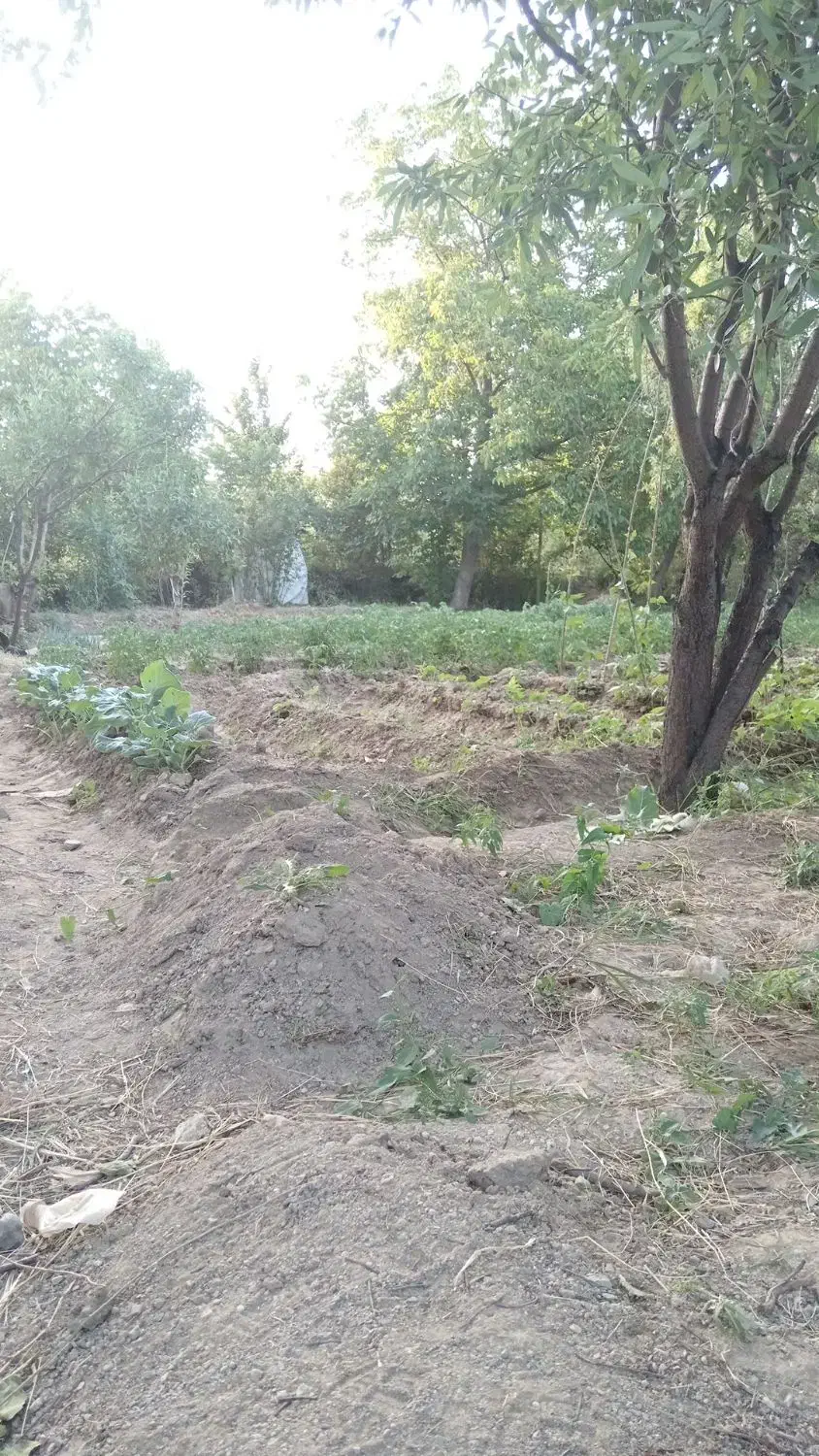 باعچه جمال آباد|فروش زمین و ملک کلنگی|انزل, |دیوار