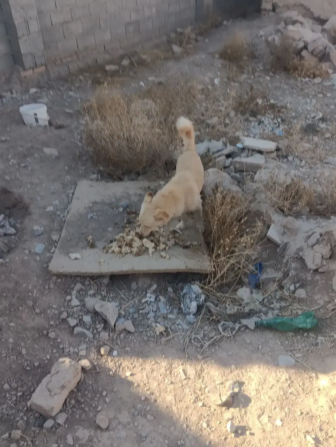 سگ پاکوتاه نژاد دار|سگ|گلبهار, بیزکی|دیوار