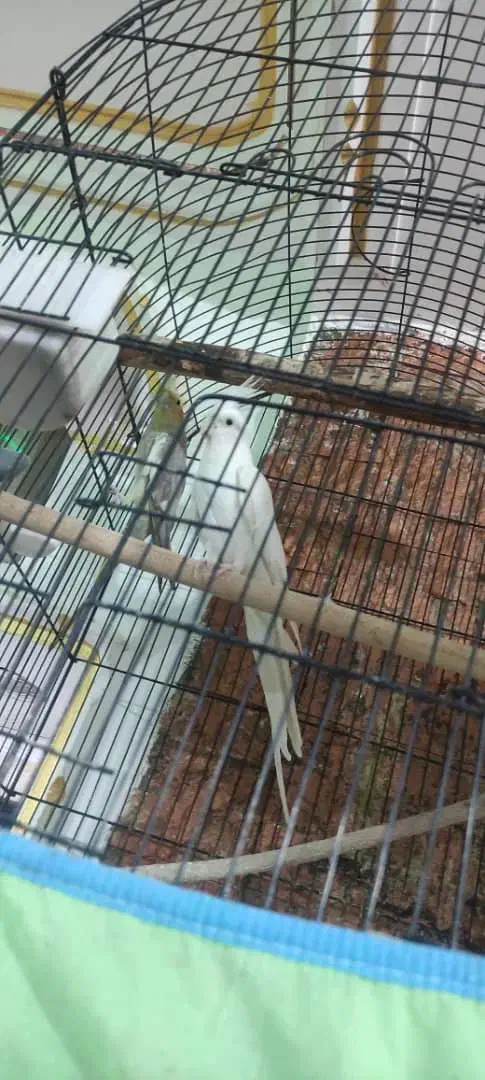 عروس هلندی کوتوله|پرنده|ایرانشهر, |دیوار