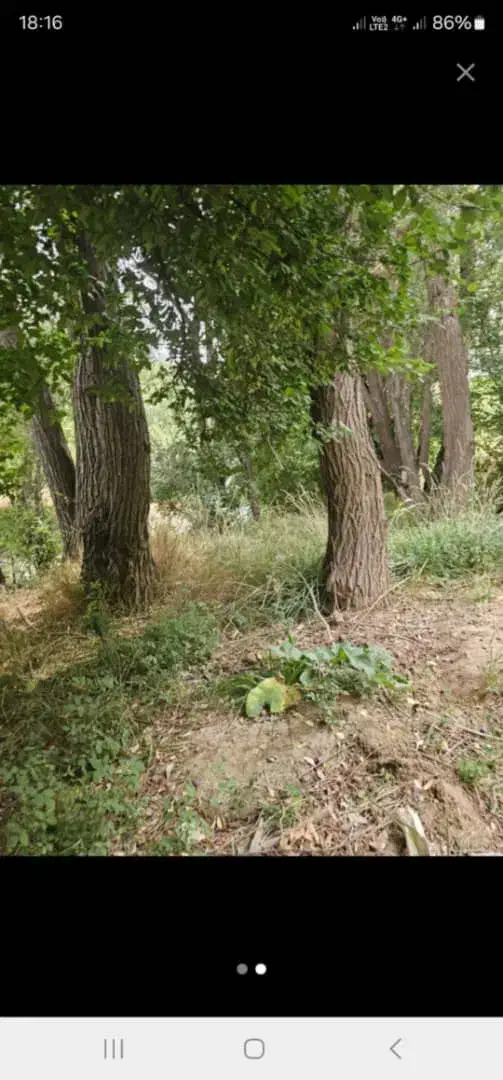 چوب بید و سپیدار|خدمات باغبانی و درختکاری|شیراز, شهرک والفجر|دیوار