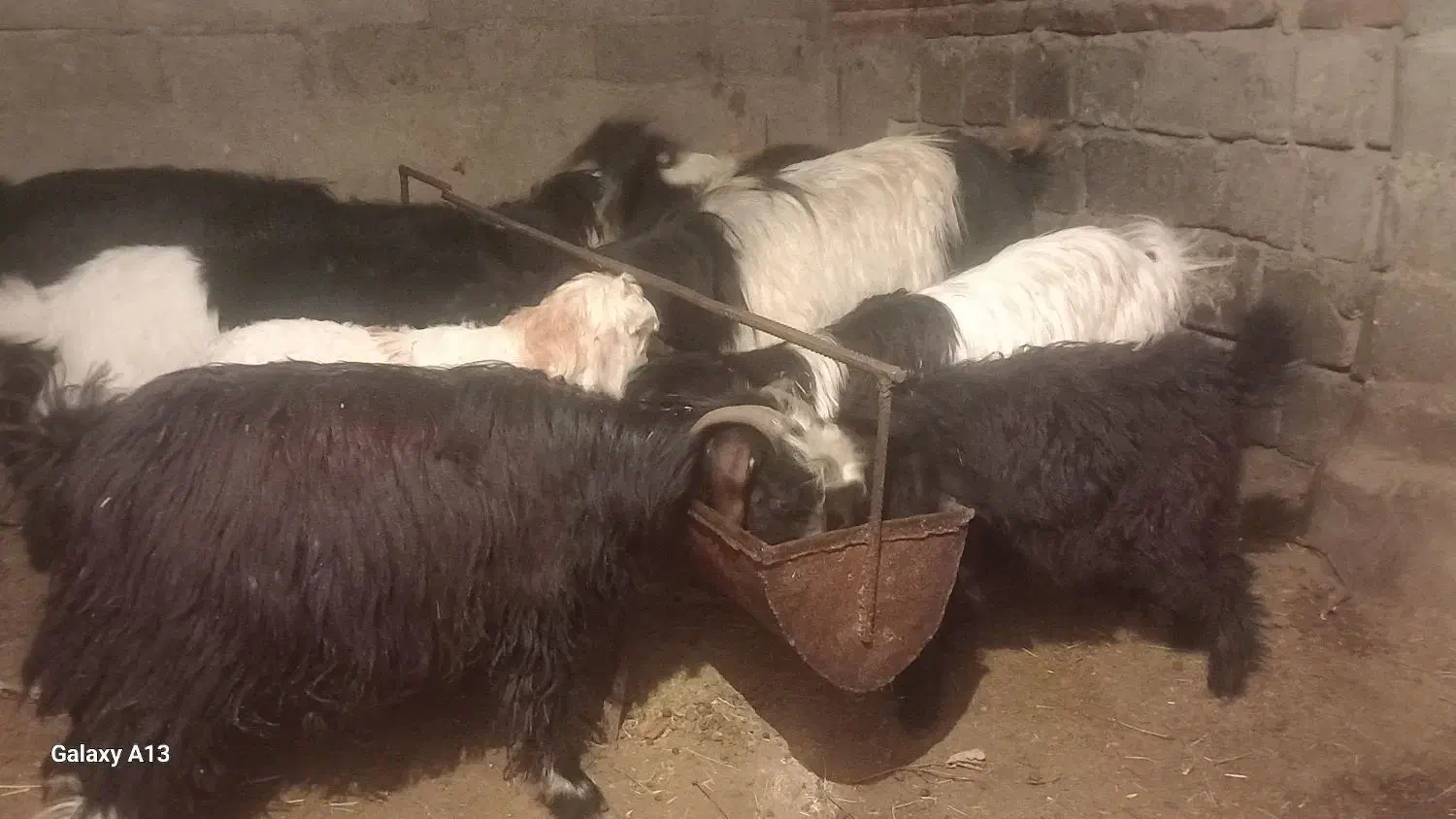 ۹راس|حراج|ملکان, |دیوار