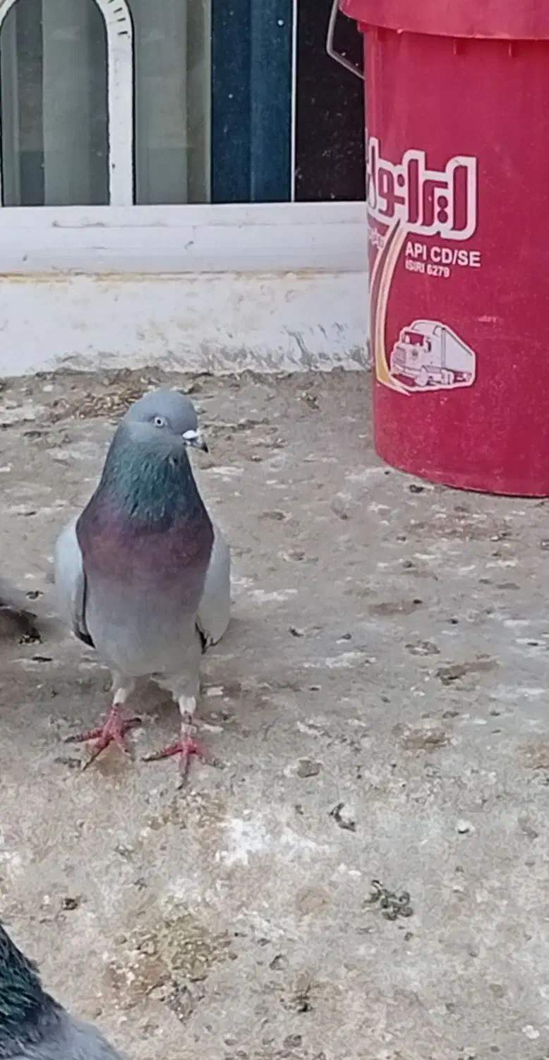 کبوتر|حیوانات|میاندوآب, |دیوار