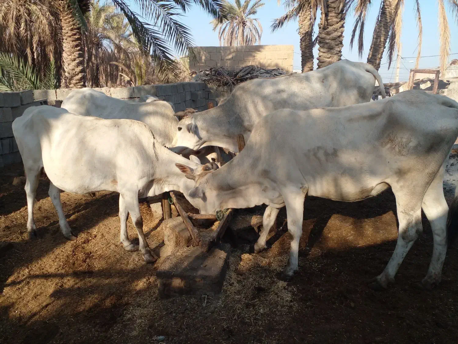 فروش گاو|حیوانات مزرعه|شادگان, |دیوار