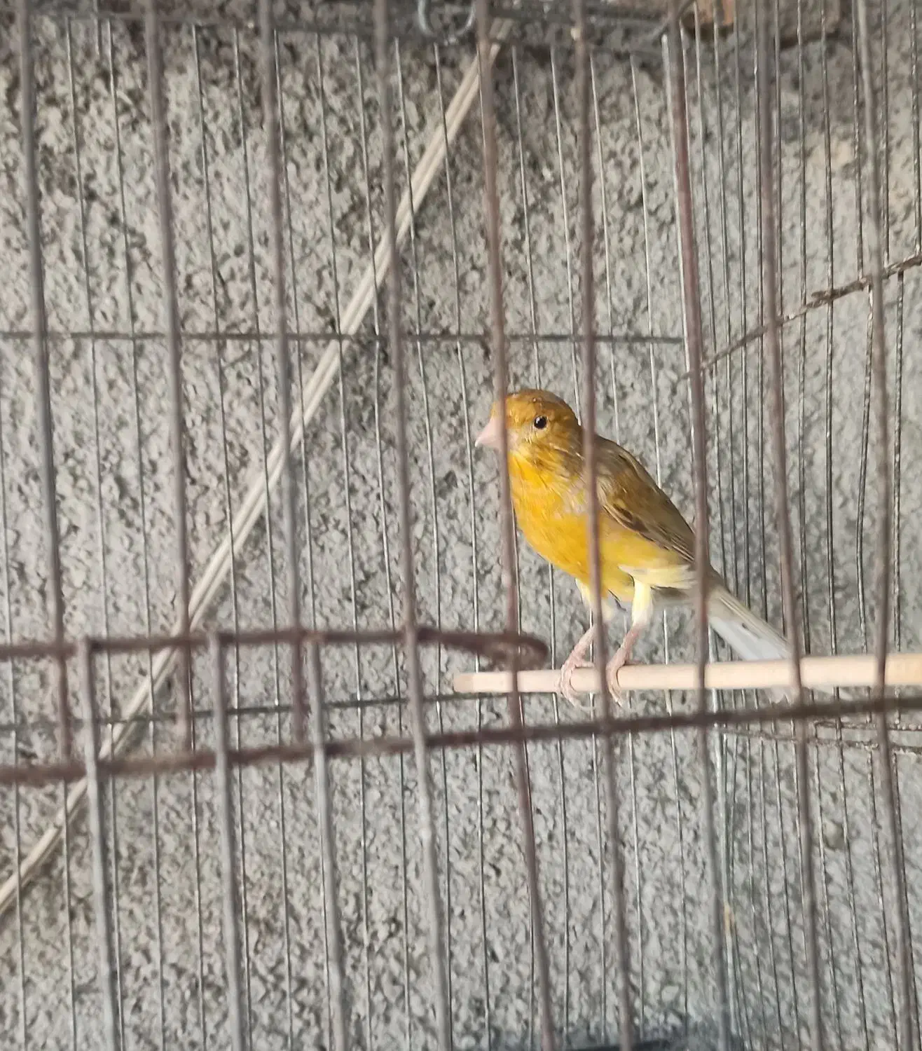 قناری نر سالم، جوجه و کهنه، رنگ متنوع|پرنده|کرج, خرمدشت|دیوار