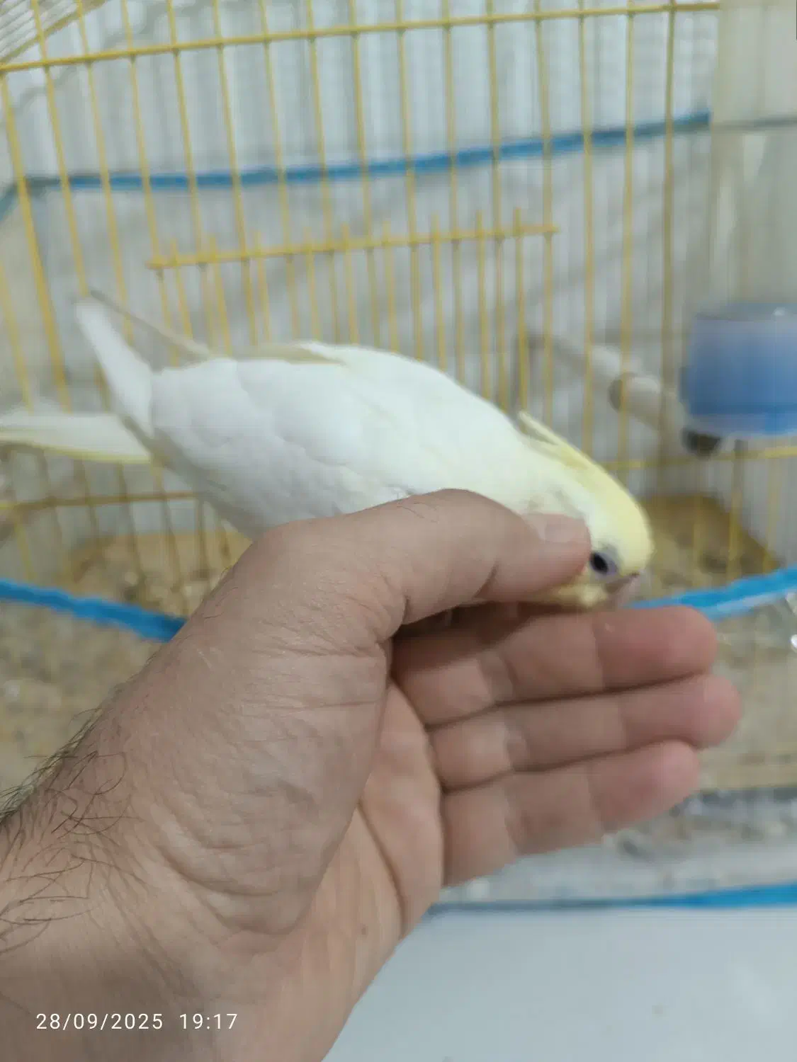 عروس هلندی|پرنده|شیراز, کوی زهرا|دیوار