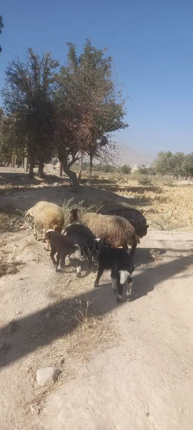 سه میش و سه بره|حیوانات مزرعه|دورود, |دیوار