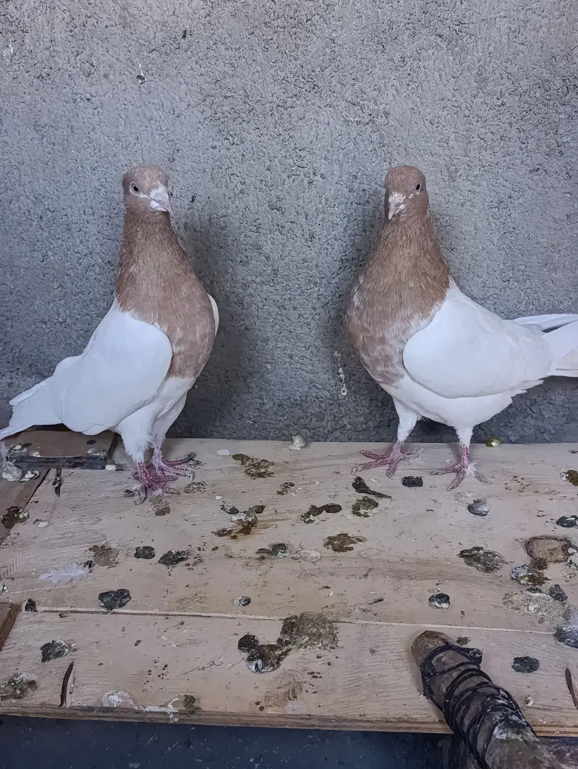 کبوتر رنگی|پرنده|اشتهارد, |دیوار