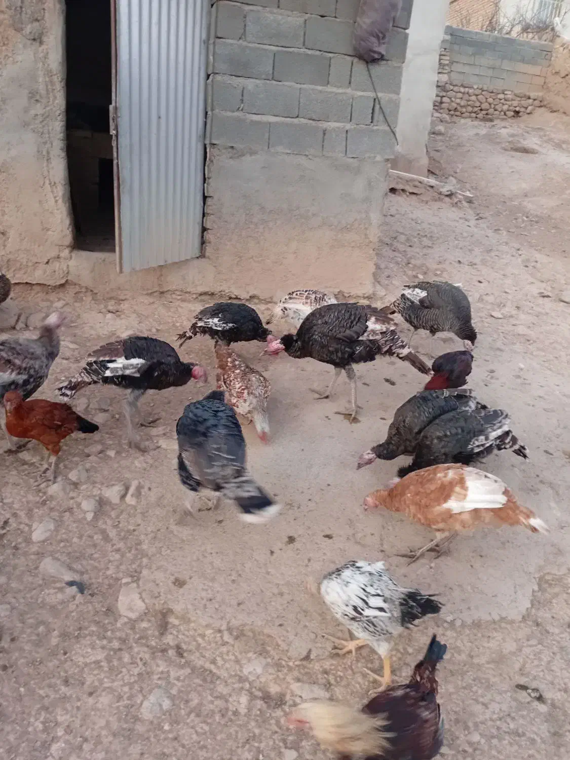 بوقلمون برزیلی ماده|حیوانات مزرعه|شیروان (خراسان), |دیوار