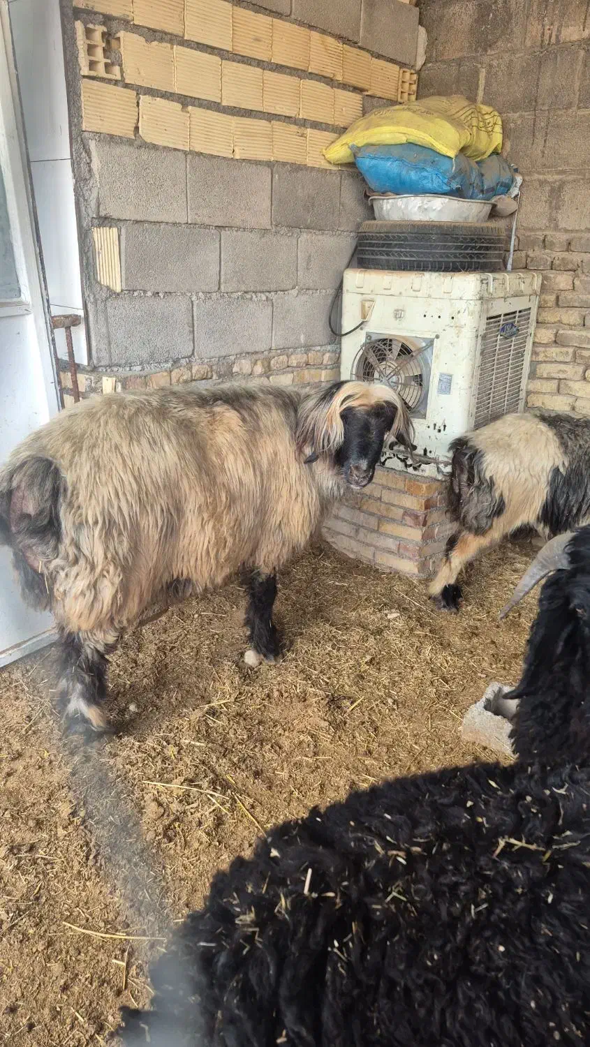 نرمیش|حیوانات مزرعه|شوشتر, |دیوار