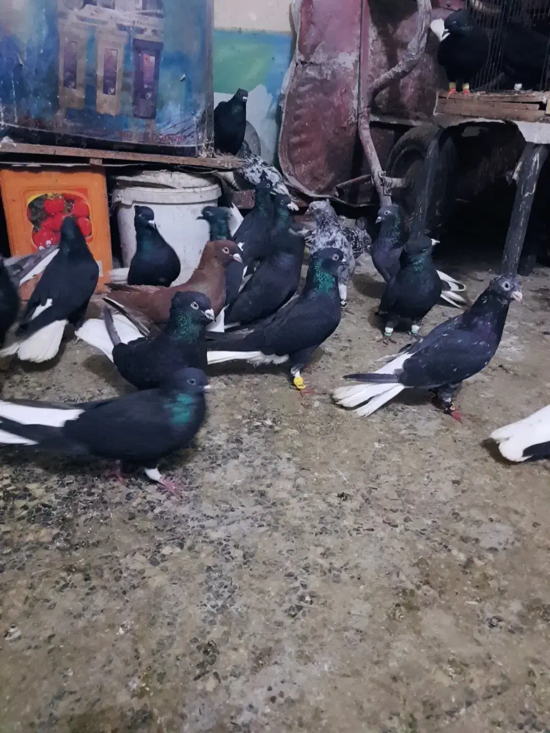 دسته 20 تایی دم سفید عتیقه|پرنده|اهواز, کمپلو جنوبی|دیوار