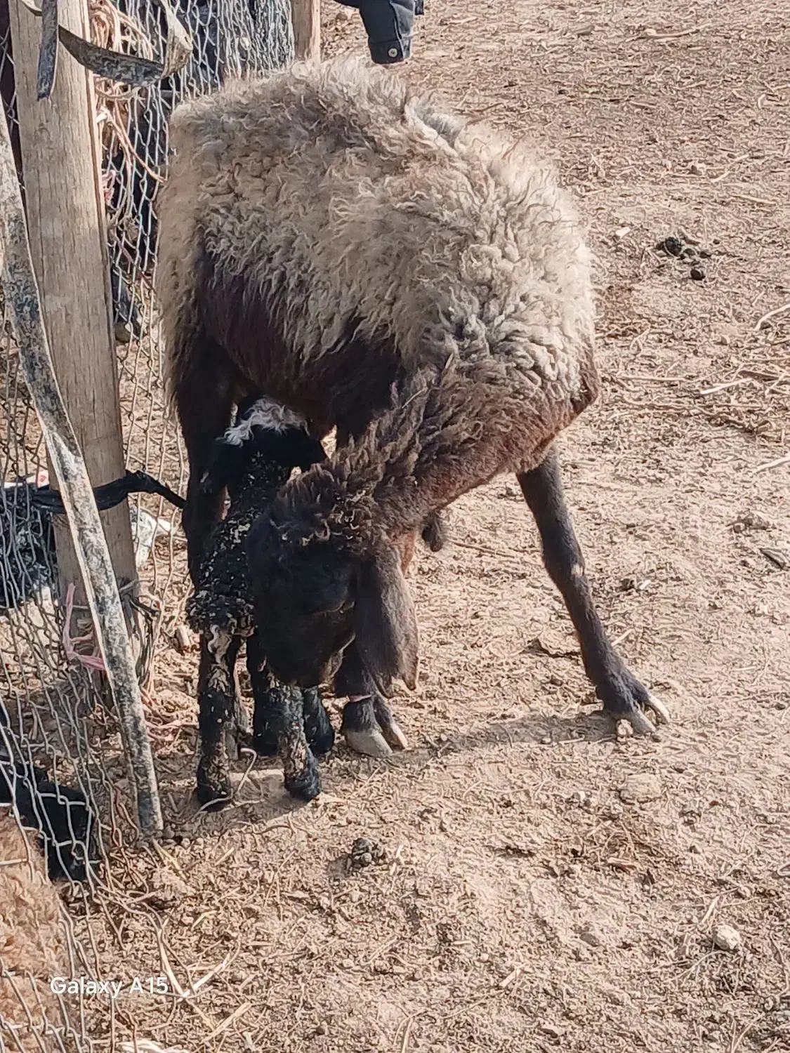 میش جوان زاییده|حیوانات مزرعه|جوادآباد, |دیوار