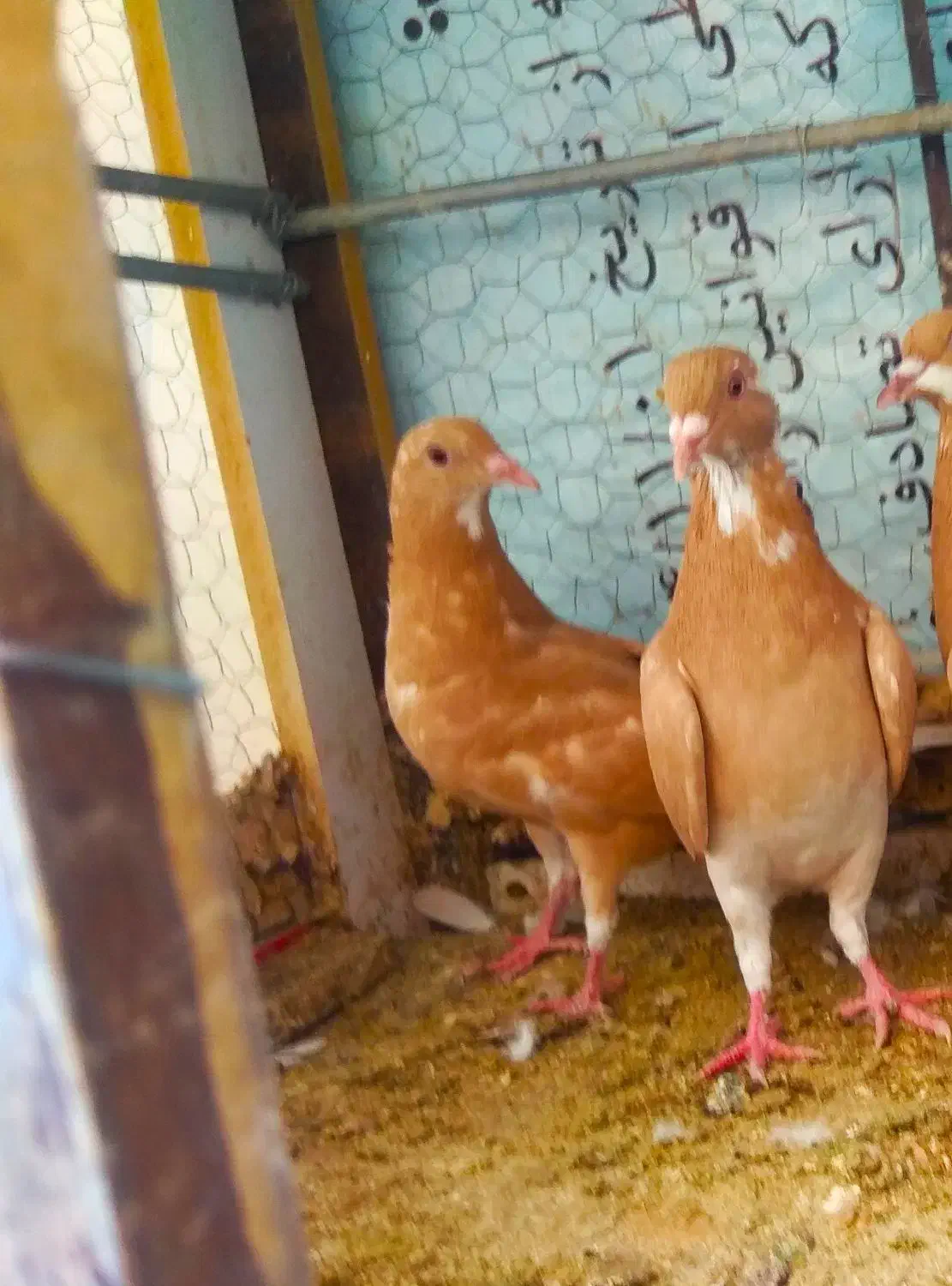 کبوتر زرد و مینا زرد|پرنده|زاهدان, |دیوار